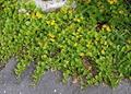 لیزیماچیا نومولاریا - معرفی و راهنمای پرورش و نگهداری گیاهان زینتی فضای باز